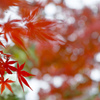 吹き出す紅