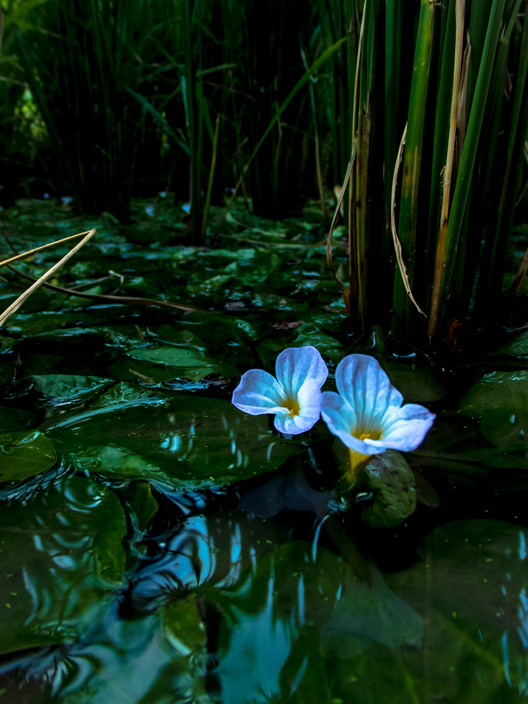 たんぼに咲く花