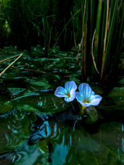 たんぼに咲く花