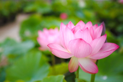夏の花