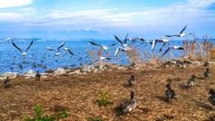 水鳥集う湖畔