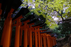 初冬の千本鳥居