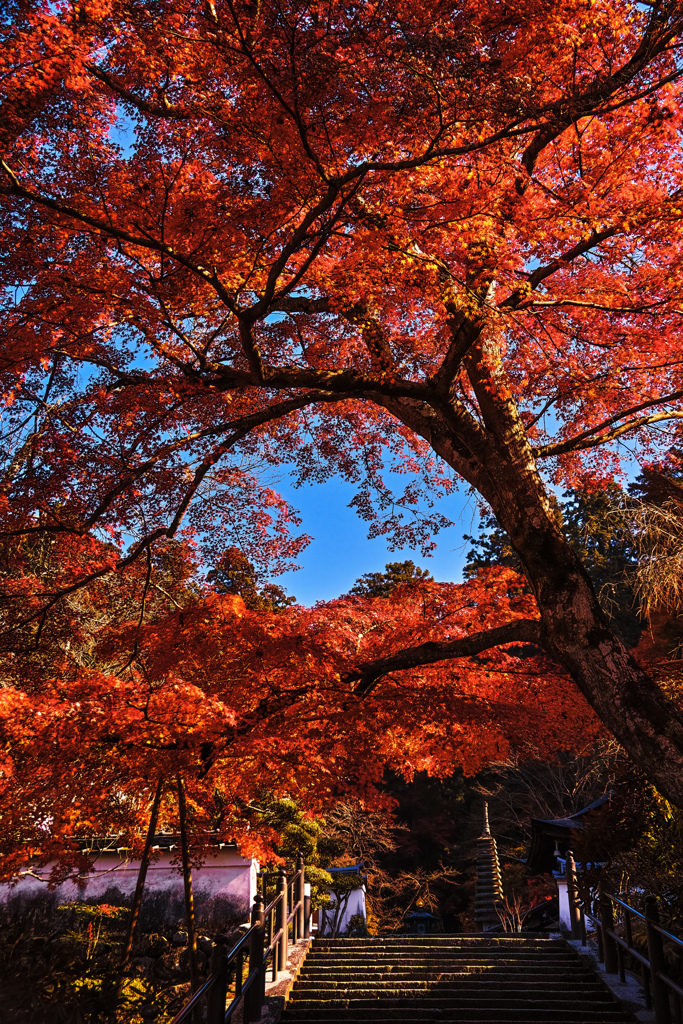 岡寺参道