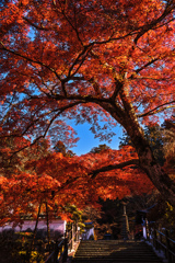 岡寺参道