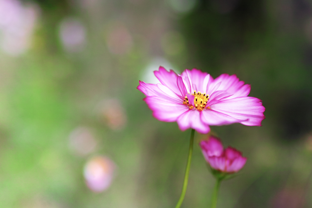 秋桜