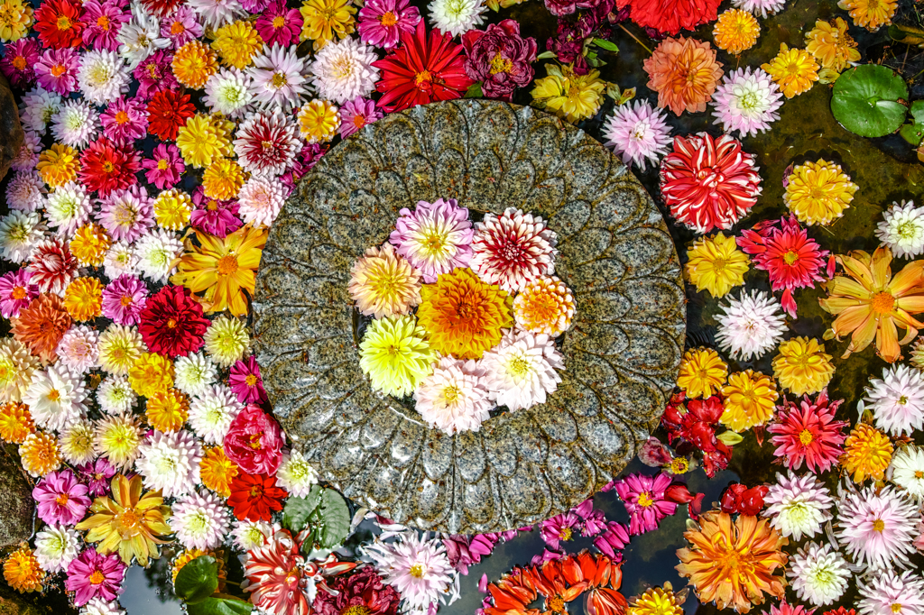 花の池