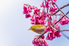 寒緋桜