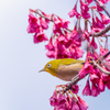 寒緋桜