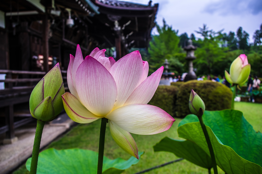 三室戸寺の蓮