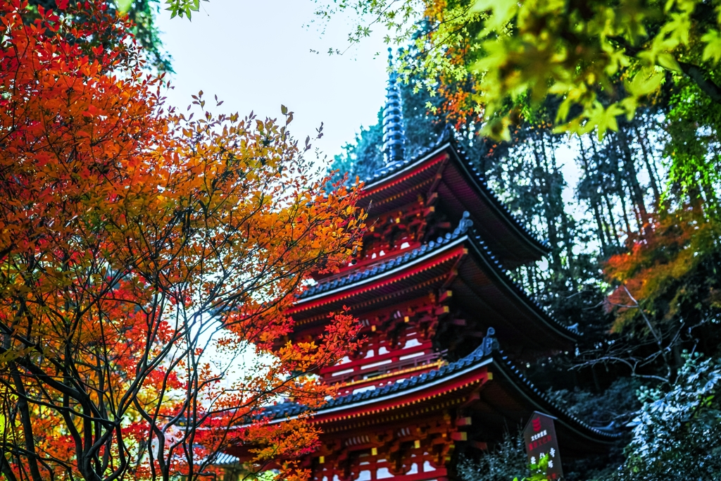 ドウダンツツジと塔