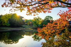 秋深まる大仏池
