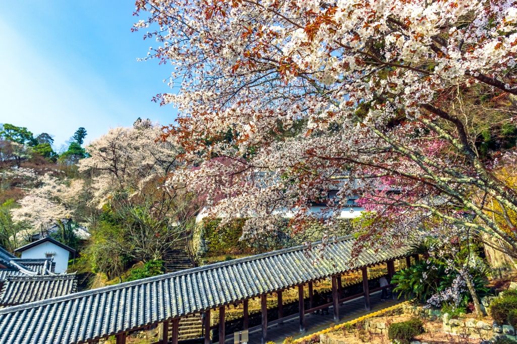 山寺に桜咲く