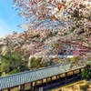 山寺に桜咲く