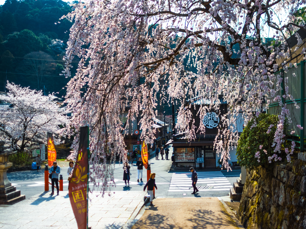 参道枝垂れ