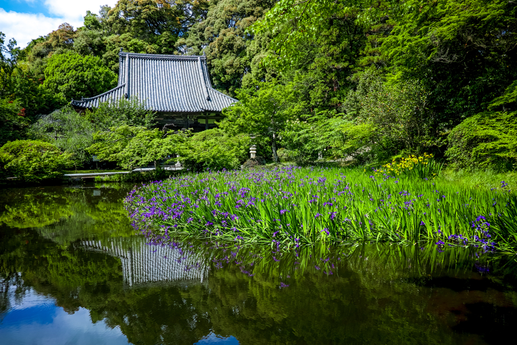 カキツバタ咲く