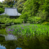 カキツバタ咲く