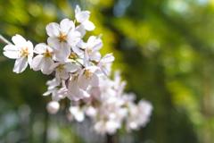 竹林に桜