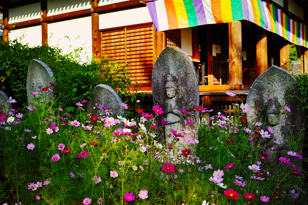 石仏と秋桜