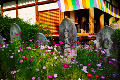 石仏と秋桜