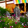 石仏と秋桜