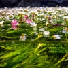 梅花藻の花