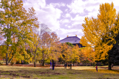 東大寺の黄葉並木