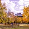 東大寺の黄葉並木