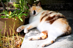 クロ鼻にゃんこ