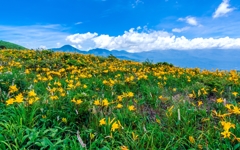花咲く車山高原