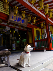 お寺の番犬