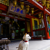 お寺の番犬