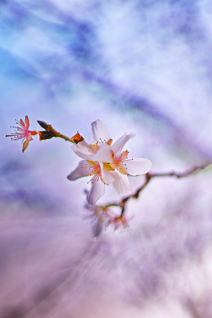 冬の十月桜