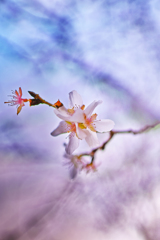 冬の十月桜