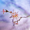 冬の十月桜