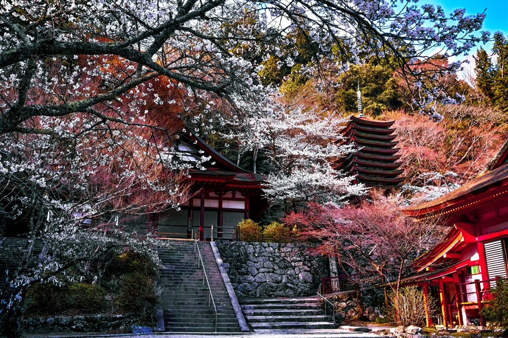 談山神社の春