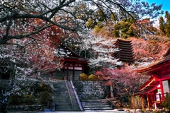 談山神社の春