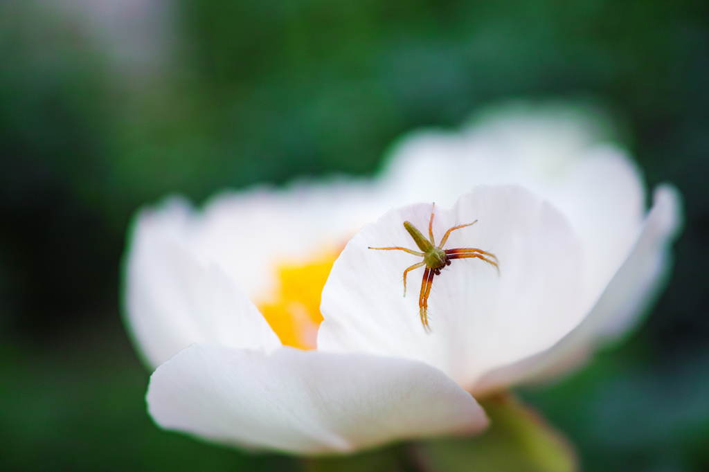 花の住人