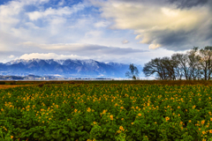 菜の花畑と蓬莱山