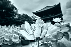 蓮の終わり