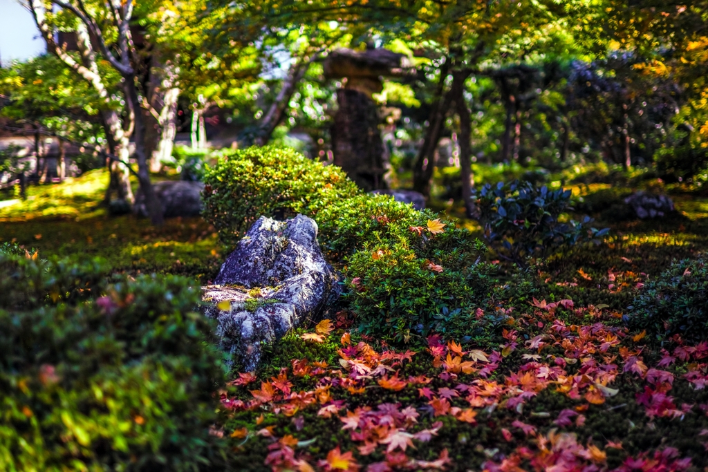 楓落ち葉の川流れ