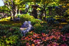 楓落ち葉の川流れ