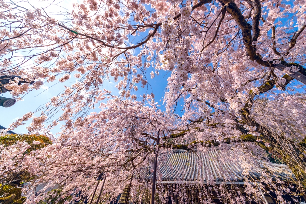 江戸彼岸しだれ桜