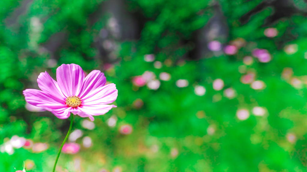 初夏の秋桜