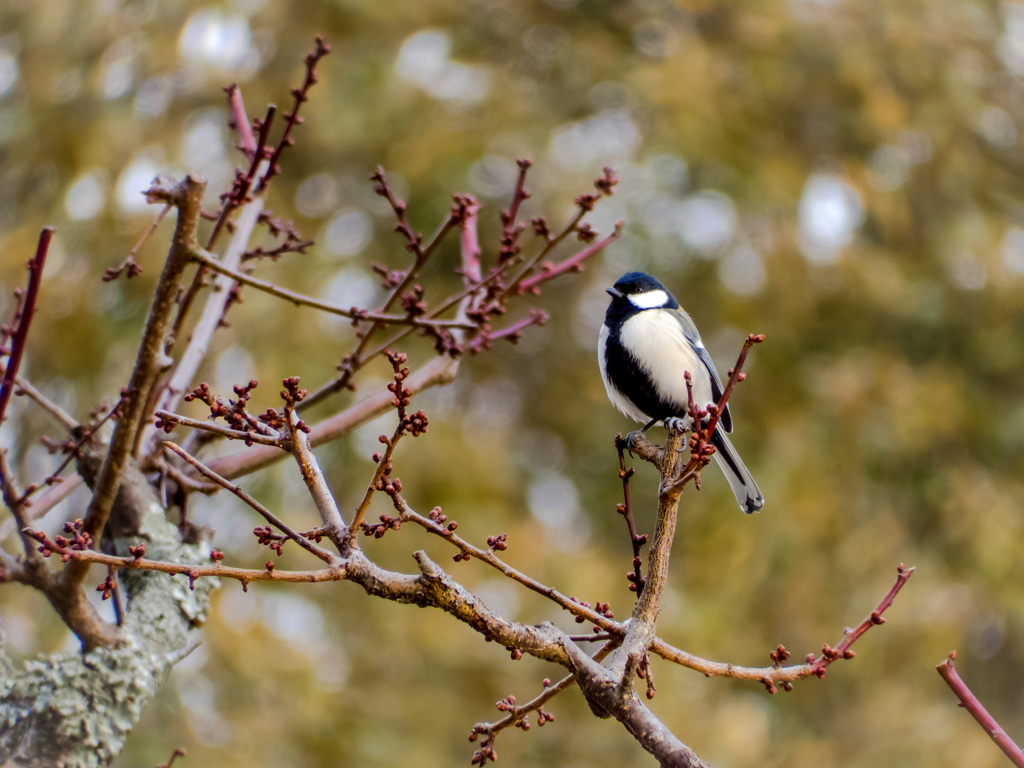 梅はまだかいな～