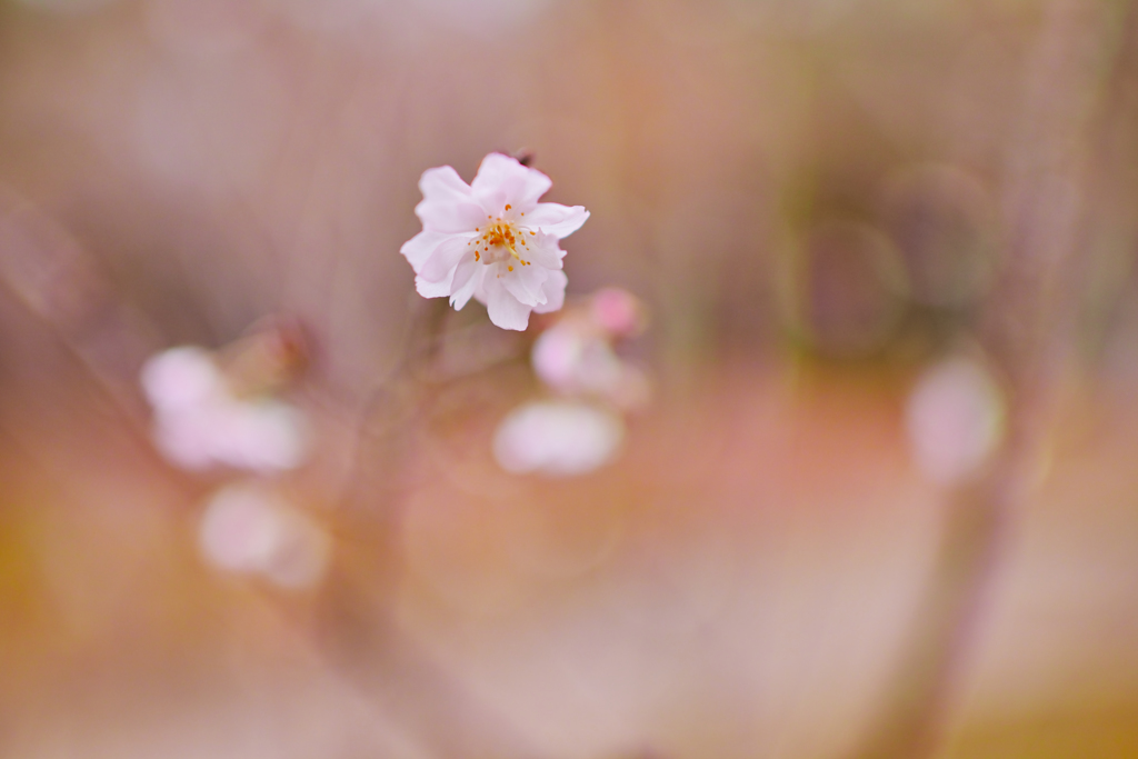 寒桜