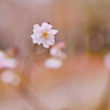 寒桜