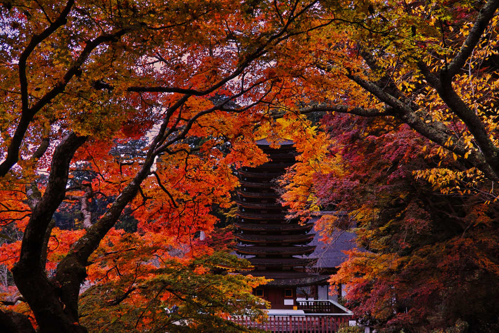 紅葉の抱擁
