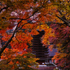 紅葉の抱擁