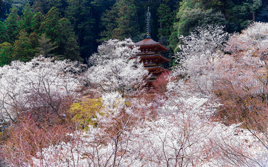 桜の森