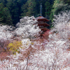 桜の森